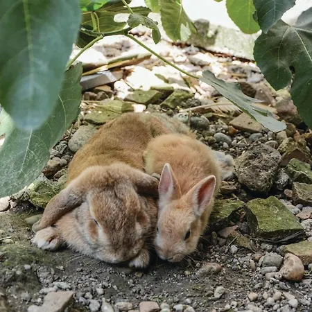 Grosse Daire Sierndorf