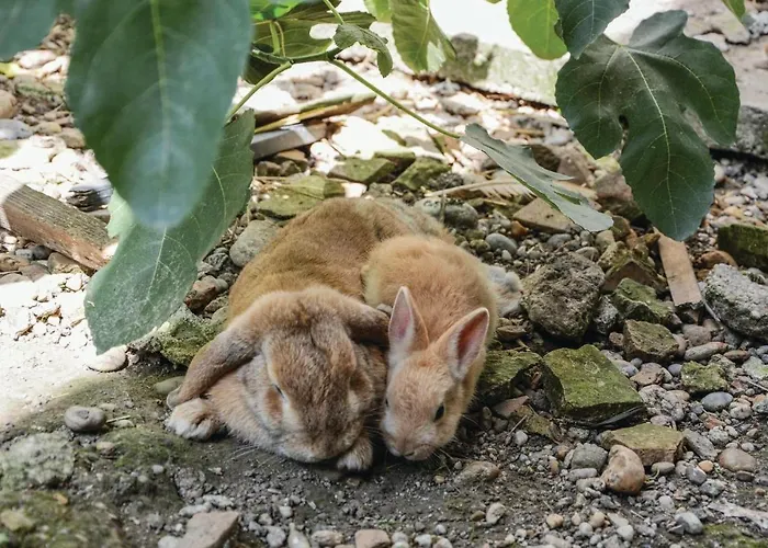 Grosse Apartmán Sierndorf